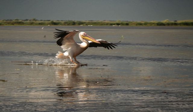 great white pelican open wings
