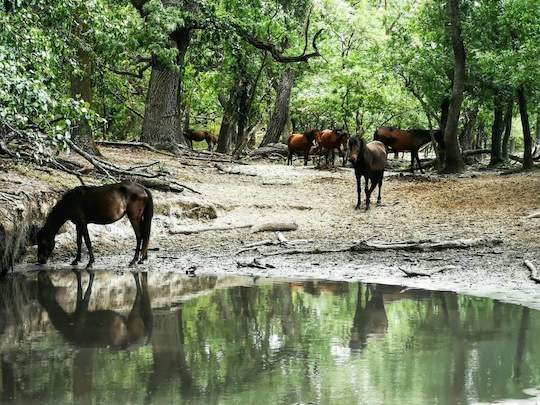 horses near puddle in forest