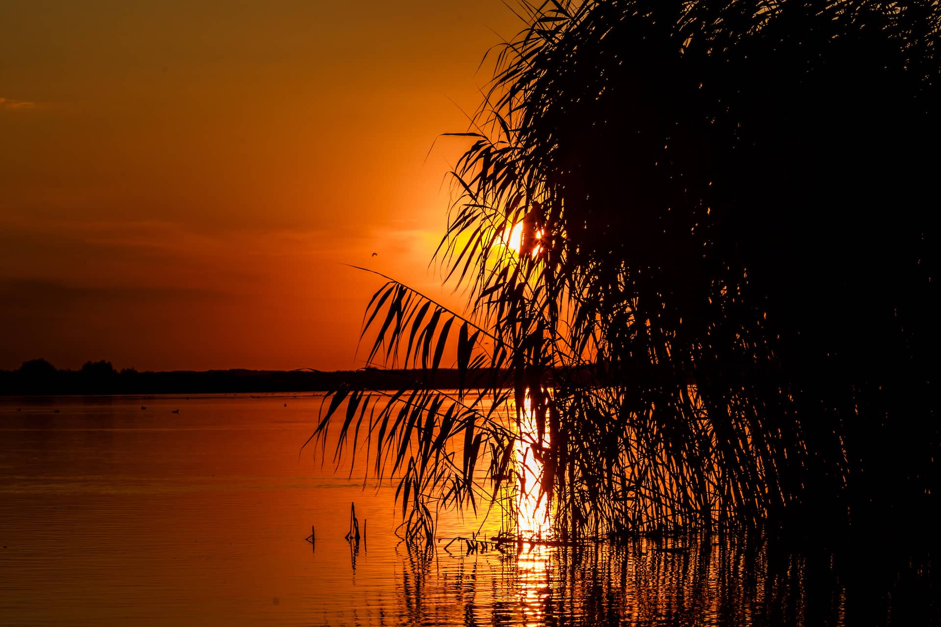 gallery/thumbnails/Delta_dunarii_apus_plante.jpeg
