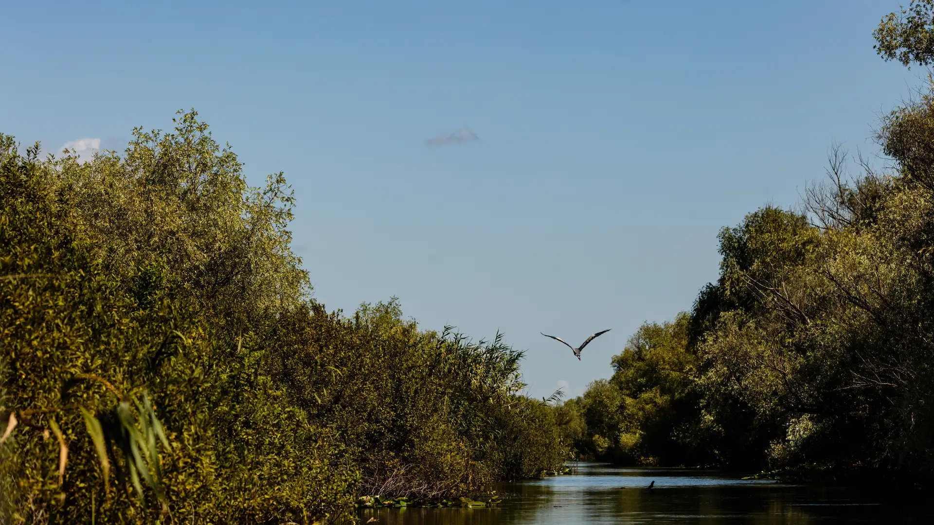 Danube Delta canal with birds and trees