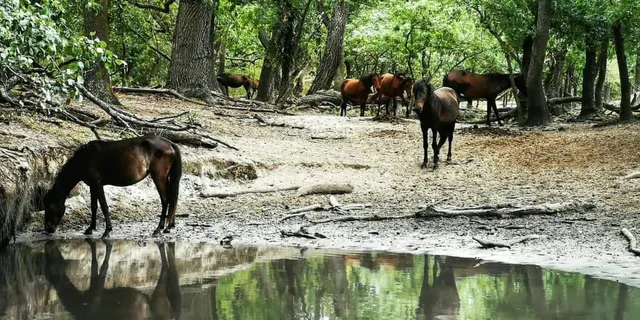 Excursie la Pădurea Letea din Murighiol