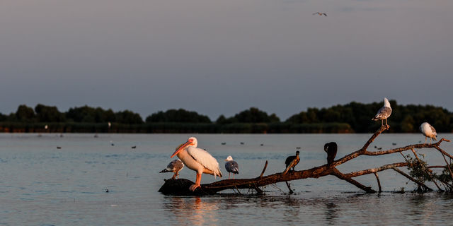 Pasari In Delta Dunarii