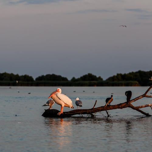 
    
        
        
        Pasari In Delta Dunarii
    

