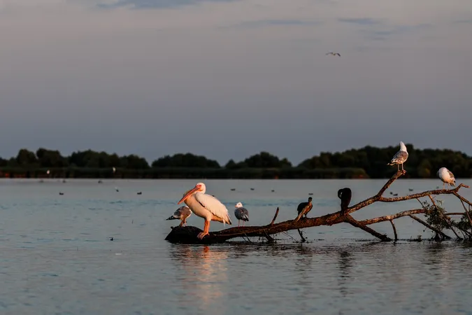 
    
        
        
        Pasari In Delta Dunarii
    
