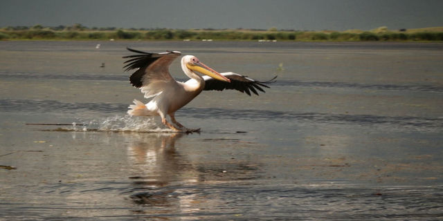 Pelican Delta Dunarii