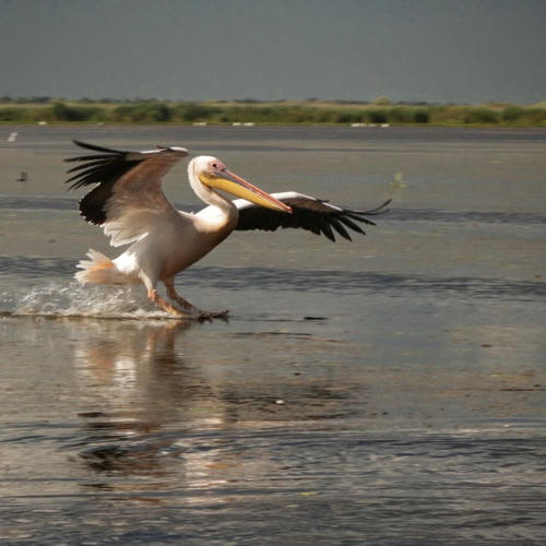 
    
        
        
        Pelican Delta Dunarii
    

